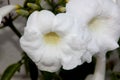 Pandorea jasminoides `Alba`, Bower of Beauty, Bower Vine Royalty Free Stock Photo