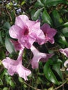 Pandorea jasminoides, also known by the common names bower of beauty and bower vine, Royalty Free Stock Photo