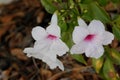 Pandorea jasminoides, Bower of Beauty, Bower Vine Royalty Free Stock Photo