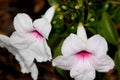 Pandorea jasminoides, Bower of Beauty, Bower Vine Royalty Free Stock Photo