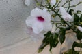 Pandorea jasminoides, Bower of Beauty, Bower Vine Royalty Free Stock Photo