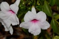 Pandorea jasminoides, Bower of Beauty, Bower Vine Royalty Free Stock Photo