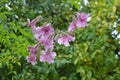 Pandorea jasminoides  bower vine pink flowers with green background Royalty Free Stock Photo