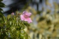 Pandorea jasminoides flower Royalty Free Stock Photo