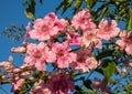 Pandorea jasminoides  Ricasoliana pink in full flower on blue sky background, Spain Royalty Free Stock Photo