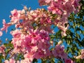 Pandorea jasminoides  Ricasoliana pink in full flower on blue sky background, Spain Royalty Free Stock Photo