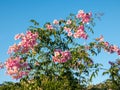 Pandorea jasminoides  Ricasoliana pink in full flower on blue sky background, Spain Royalty Free Stock Photo