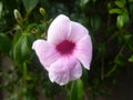 Pandorea jasminoides. Macro close up view. Royalty Free Stock Photo