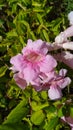 Pandorea jasminoides pink flower vine Royalty Free Stock Photo