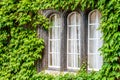 Pane glass windows surrounded by ivy