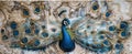 panel wall art, marble background with Peacock spread tail-feath