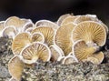 Panellus stipticus a beautiful mushroom passed through the ice