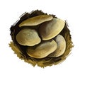 Panellus stipticus, bitter oyster or astringent panus, luminescent panellus or stiptic mushroom closeup digital art illustration.