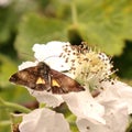 Panemeria tenebrata or Small Yellow Underwing Moth.