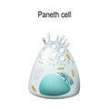 Paneth cell