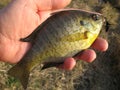 Panfish in Hand