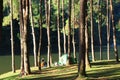 2023-01-01:Pang Oung, Mae Hong Son,Thailand:Morning atmosphere. Tourists pitch a tent under a pine tree by the river
