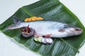 Pangasius, Pangas catfish fresh water fish Royalty Free Stock Photo