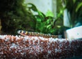 Pangio kuhli - kuhli loach in aquarium Royalty Free Stock Photo