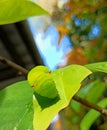 A green caterpillar with black horns are eating on a soursop tree leaf