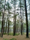 Pango Pango, a tourist spot located in Toraja, South Sulawesi. the beauty of the pine forest which is neatly lined up