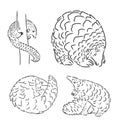 Pangolin animal engraving vector illustration. Scratch board style imitation. Black and white hand drawn image.