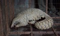 Pangolin in bhopal