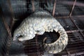 Pangolin in bhopal Royalty Free Stock Photo