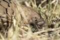 Pangolin close up