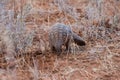 Pangolin