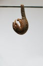 Pangolin hanging of a metal bar