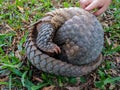 Pangolin lies rolled into ball on grass Royalty Free Stock Photo