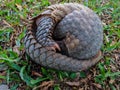 Pangolin lies rolled into ball on grass