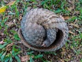 Pangolin lies rolled into ball on grass