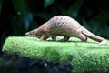 A pangolin is looking for food on the ground covered with grass.