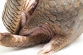 Pangolin Manis javanica isolated on white Royalty Free Stock Photo