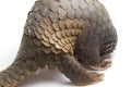 Pangolin Manis javanica isolated on white Royalty Free Stock Photo