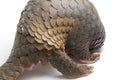 Pangolin Manis javanica isolated on white Royalty Free Stock Photo