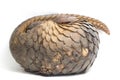 Pangolin Manis javanica isolated on white Royalty Free Stock Photo