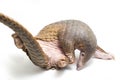 Pangolin Manis javanica isolated on white Royalty Free Stock Photo