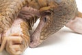 Pangolin Manis javanica on white