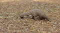 Pangolin portrait