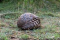 Pangolin rolled into ball on short grass Royalty Free Stock Photo