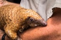 Pangolin