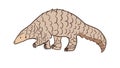 Pangolin or scaly anteater, a scales covered mammal from tropical areas such as Africa and Asia