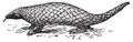 Pangolin or Scaly Anteater, vintage engraving