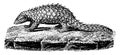 Pangolin or scaly anteater, vintage engraving