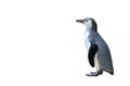 Panguin isolated on white background Royalty Free Stock Photo