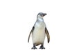 Panguin isolated on white background Royalty Free Stock Photo
