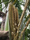 A panicle of Coconut tree.